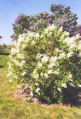 Primrose Lilac (Syringa vulgaris 'Primrose') at Valley View Farms