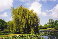 Golden Weeping Willow (Salix alba 'Tristis') at Valley View Farms