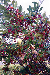 Red Chokeberry (Aronia arbutifolia) at Valley View Farms