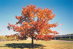 Red Oak (Quercus rubra) at Valley View Farms