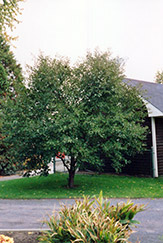 Montmorency Cherry (Prunus 'Montmorency') at Valley View Farms