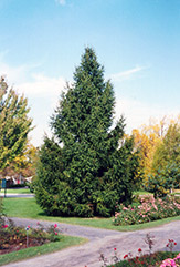 Norway Spruce (Picea abies) at Valley View Farms