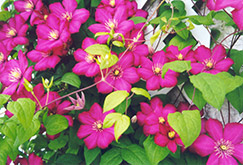 Ville de Lyon Clematis (Clematis 'Ville de Lyon') at Valley View Farms