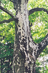 Sycamore (Platanus occidentalis) at Valley View Farms