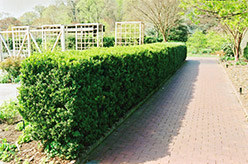 Common Boxwood (Buxus sempervirens) at Valley View Farms