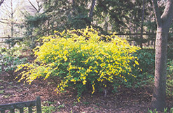 Japanese Kerria (Kerria japonica) at Valley View Farms