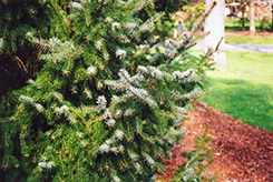 Serbian Spruce (Picea omorika) at Valley View Farms