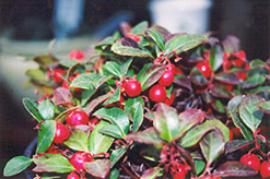 Creeping Wintergreen (Gaultheria procumbens) at Valley View Farms
