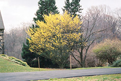 Arnold Promise Witchhazel (Hamamelis x intermedia 'Arnold Promise') at Valley View Farms