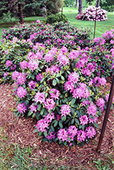 Roseum Elegans Rhododendron (Rhododendron catawbiense 'Roseum Elegans') at Valley View Farms