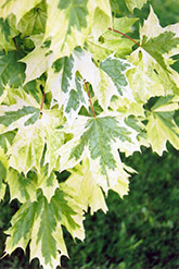 Harlequin Norway Maple (Acer platanoides 'Drummondii') at Valley View Farms
