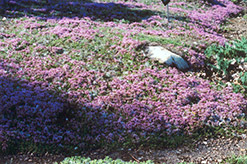 Mother-of-Thyme (Thymus praecox) at Valley View Farms