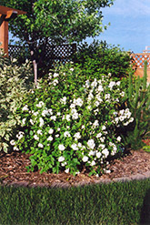 Buckley's Quill Mockorange (Philadelphus 'Buckley's Quill') at Valley View Farms