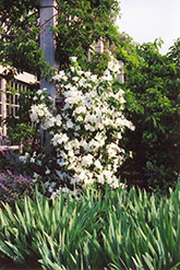 Belle Etoile Mockorange (Philadelphus x lemoinei 'Belle Etoile') at Valley View Farms