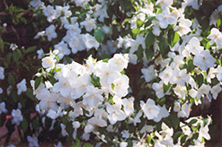 Belle Etoile Mockorange (Philadelphus x lemoinei 'Belle Etoile') at Valley View Farms