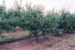 Jonagold Apple (Malus 'Jonagold') at Valley View Farms