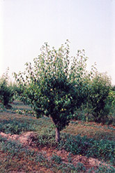 Anjou Pear (Pyrus communis 'Anjou') at Valley View Farms