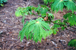 Fullmoon Maple (Acer japonicum) at Valley View Farms