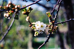 Montmorency Cherry (Prunus 'Montmorency') at Valley View Farms