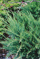 Sea Green Juniper (Juniperus chinensis 'Sea Green') at Valley View Farms