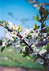 Shiro Plum (Prunus 'Shiro') at Valley View Farms