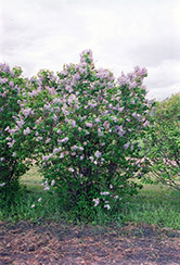 President Lincoln Lilac (Syringa vulgaris 'President Lincoln') at Valley View Farms