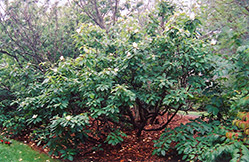 Franklin Tree (Franklinia alatamaha) at Valley View Farms