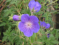 Orion Cranesbill (Geranium 'Orion') at Valley View Farms