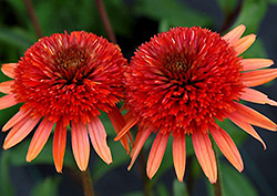 Coral Reef Coneflower (Echinacea 'Coral Reef') at Valley View Farms
