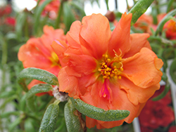 Happy Hour Orange Portulaca (Portulaca grandiflora 'PAS752674') at Valley View Farms