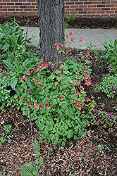 Wild Red Columbine (Aquilegia canadensis) at Valley View Farms