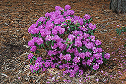 Compact P.J.M. Rhododendron (Rhododendron 'P.J.M. Compact') at Valley View Farms