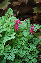 King of Hearts Bleeding Heart (Dicentra 'King of Hearts') at Valley View Farms