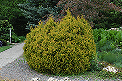 Rheingold Arborvitae (Thuja occidentalis 'Rheingold') at Valley View Farms