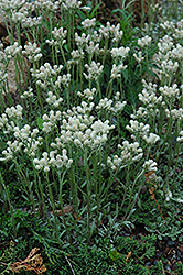 Pussytoes (Antennaria dioica) at Valley View Farms