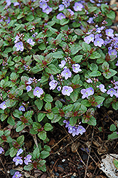Waterperry Blue Speedwell (Veronica 'Waterperry Blue') at Valley View Farms