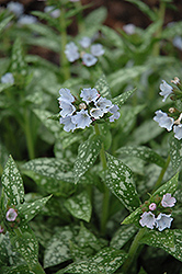 Opal Lungwort (Pulmonaria 'Opal') at Valley View Farms