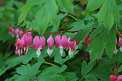 Common Bleeding Heart (Dicentra spectabilis) at Valley View Farms