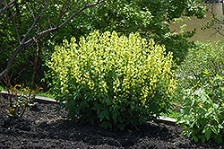 False Lupine (Thermopsis montana) at Valley View Farms