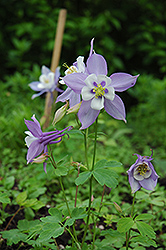 Swan Blue and White Columbine (Aquilegia 'Swan Blue and White') at Valley View Farms
