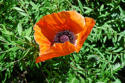 Oriental Poppy (Papaver orientale) at Valley View Farms
