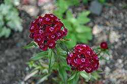 Sweet William (Dianthus barbatus) at Valley View Farms
