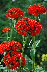 Maltese Cross (Lychnis chalcedonica) at Valley View Farms