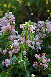 Shell Pink Spotted Dead Nettle (Lamium maculatum 'Shell Pink') at Valley View Farms
