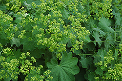Lady's Mantle (Alchemilla mollis) at Valley View Farms