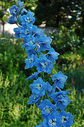 Pacific Giant Summer Skies Larkspur (Delphinium 'Summer Skies') at Valley View Farms