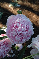 Shirley Temple Peony (Paeonia 'Shirley Temple') at Valley View Farms