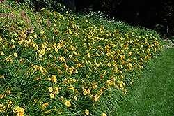 Happy Ever Appster Happy Returns Daylily (Hemerocallis 'Happy Returns') at Valley View Farms