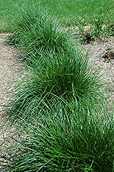 Tufted Hair Grass (Deschampsia cespitosa) at Valley View Farms