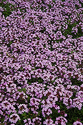 Red Creeping Thyme (Thymus praecox 'Coccineus') at Valley View Farms